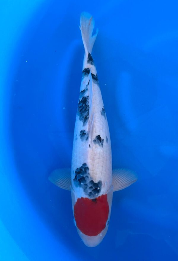 Tancho Sanke (Marudo)