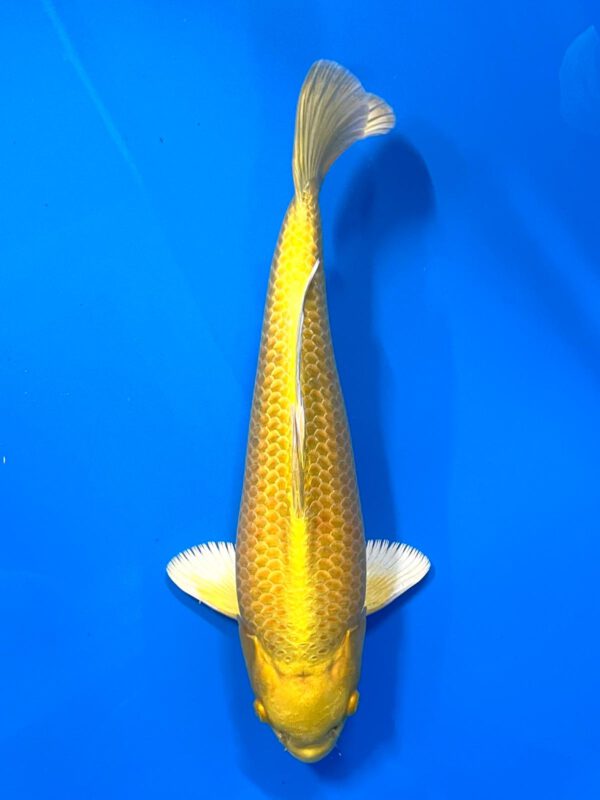 Yamabuki