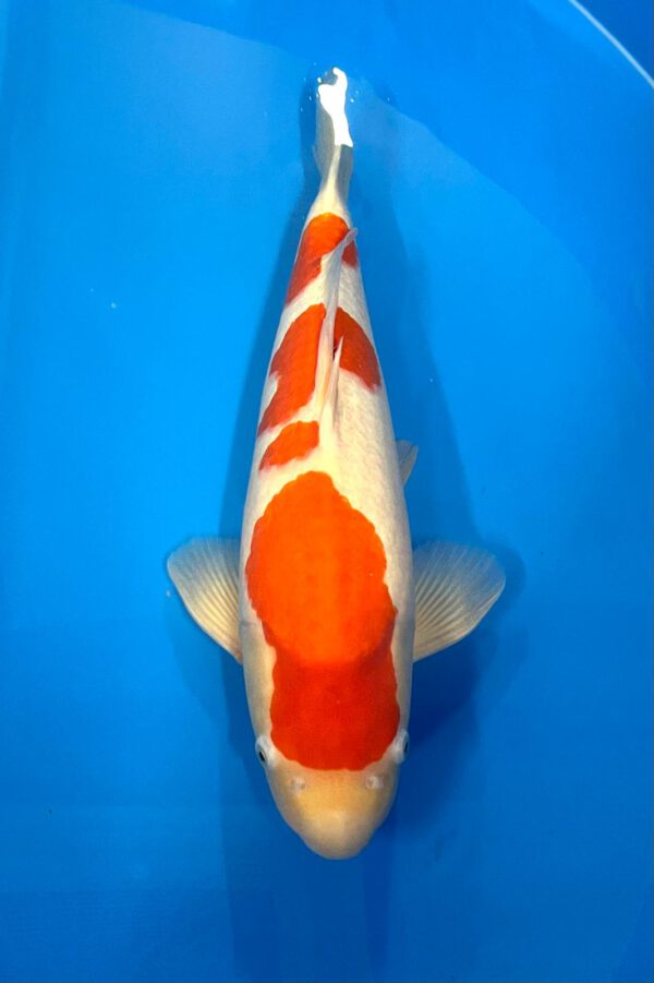 Kohaku