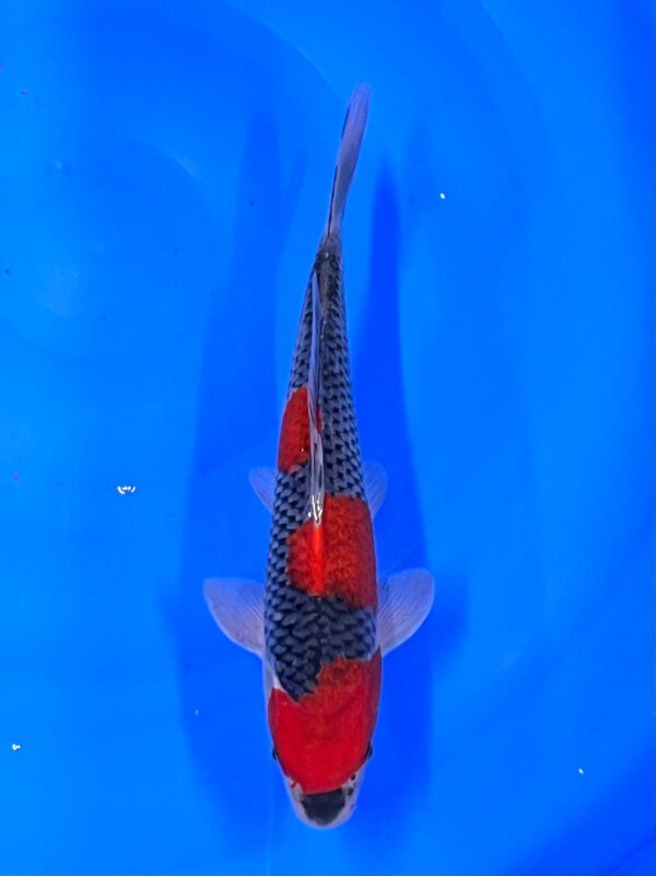 Goshiki (Kawakami)