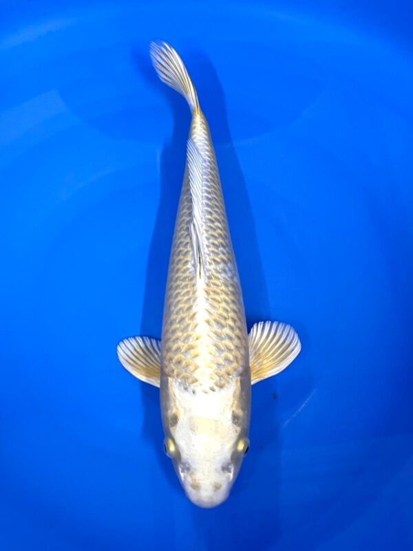 Hariwake (Miyako)