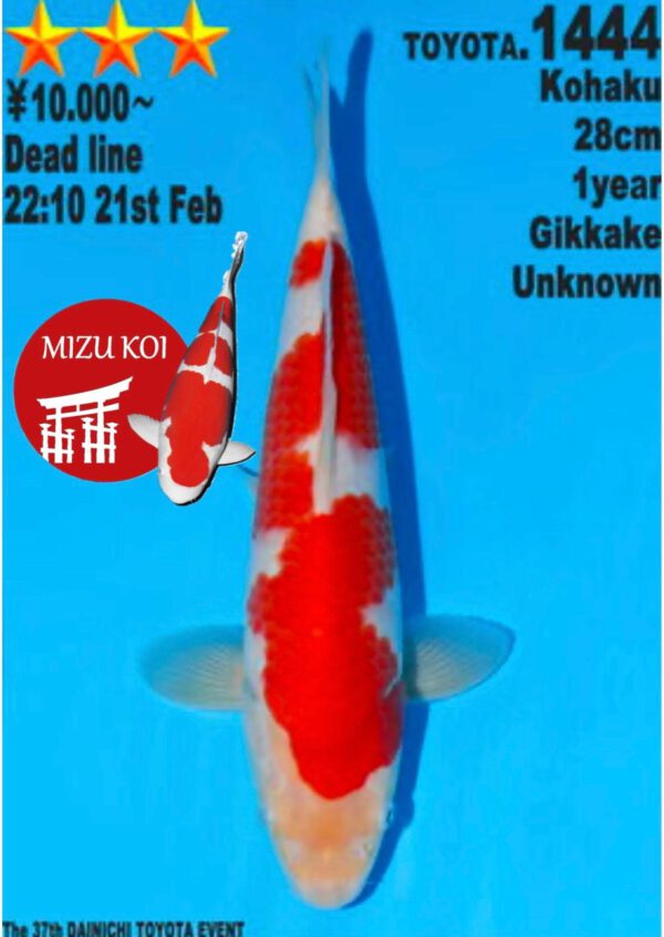 Kohaku (Dainichi)
