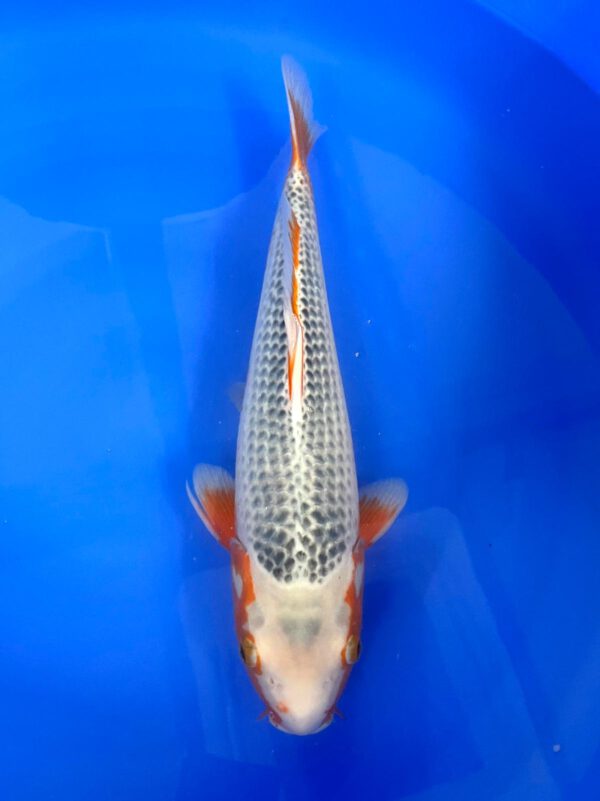 Asagi (Otsuka)