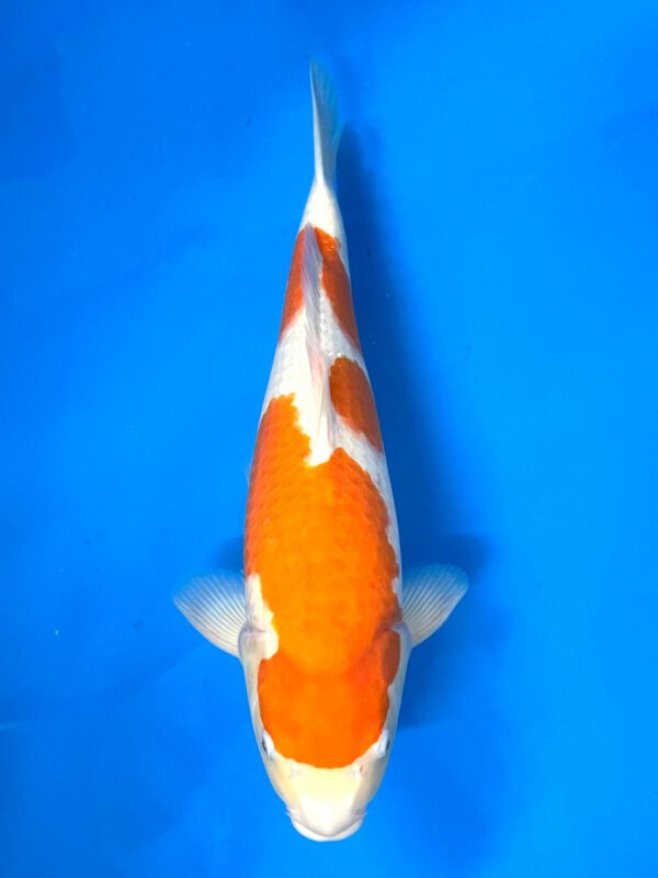 Kohaku (Nagoshi)