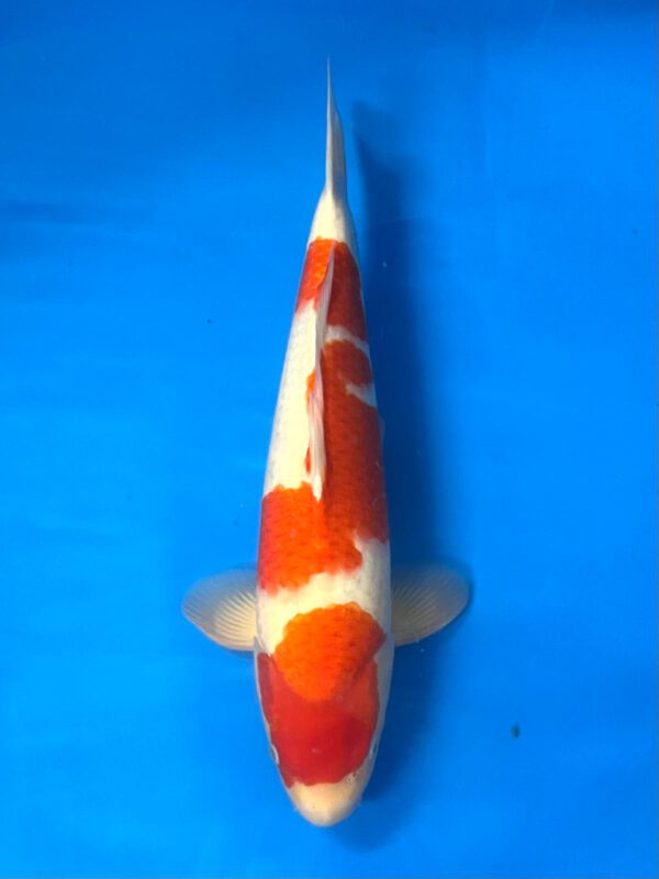 Kohaku (Marudo)