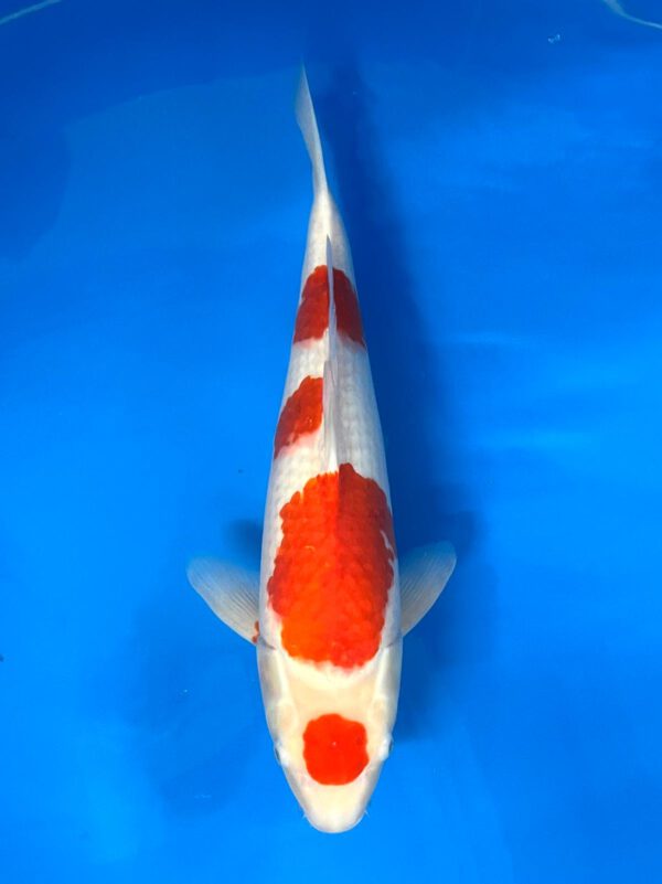 Maruten Kohaku (Nagoshi)