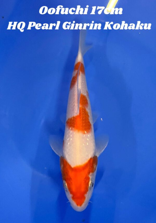 Pearl Ginrin Kohaku HQ (Oofuchi)
