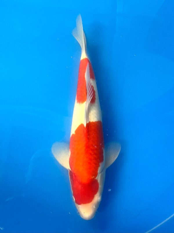 Kohaku (NND)