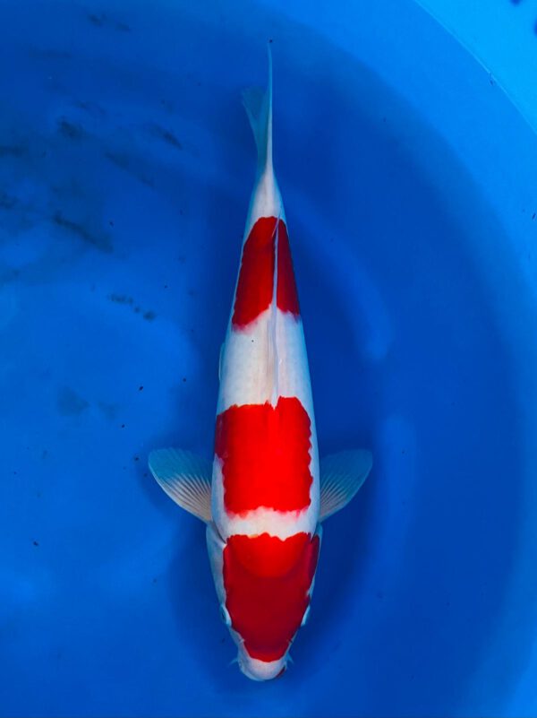 Kohaku (NND)