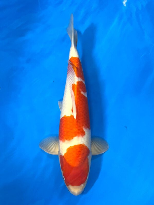 Kohaku (Nagoshi)