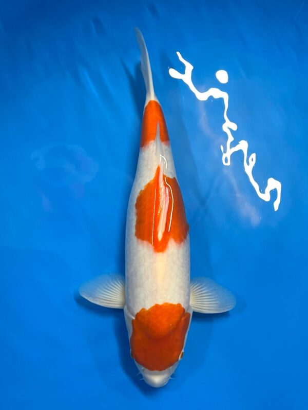 Kohaku (Nagoshi)