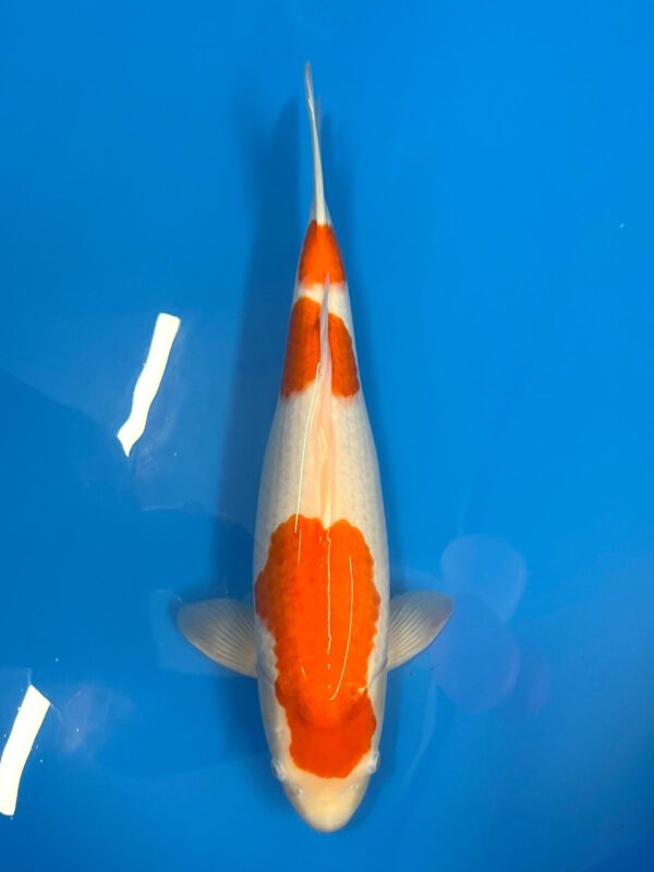 Kohaku (Nagoshi)