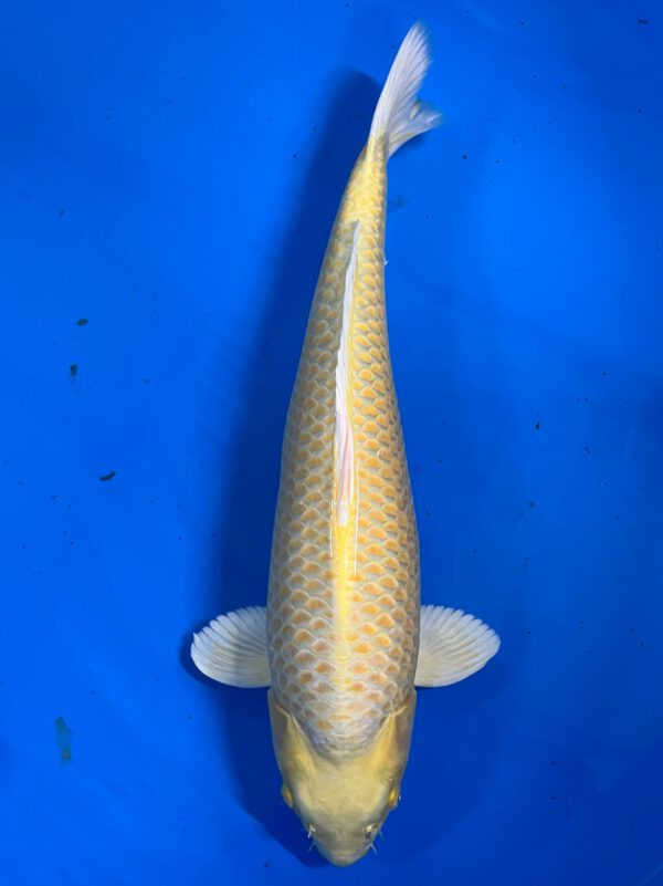 Yamabuki (Izumiya)