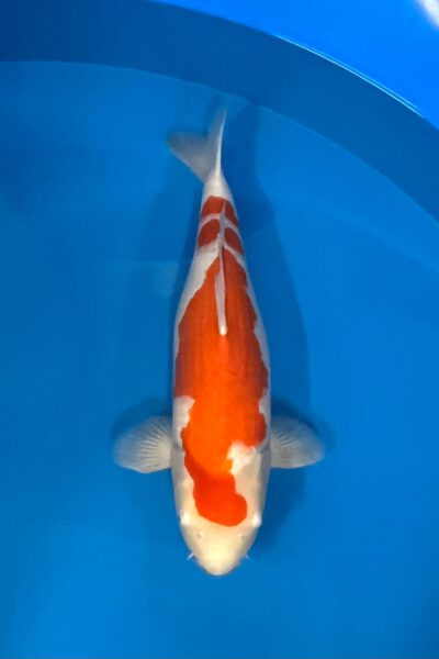 Kohaku (Nagoshi)