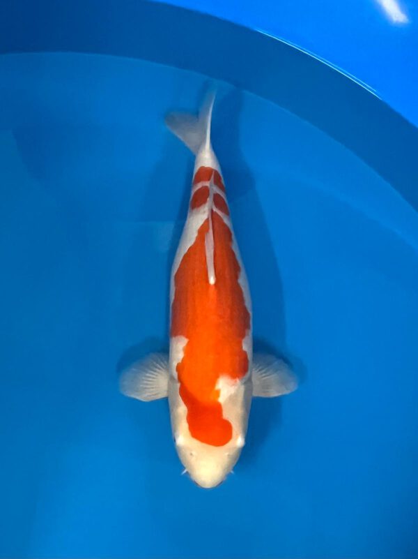 Kohaku (Nagoshi)