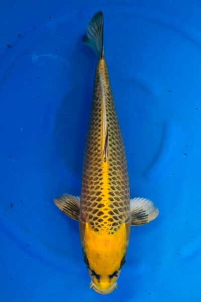 Ki-Matsuba (Miyaishi)