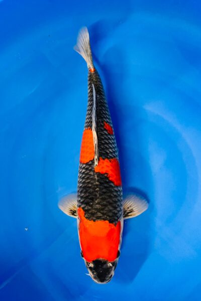 Goshiki Tategoi (Abe Marushu)