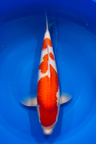 Kohaku Tategoi (Abe Marushu)