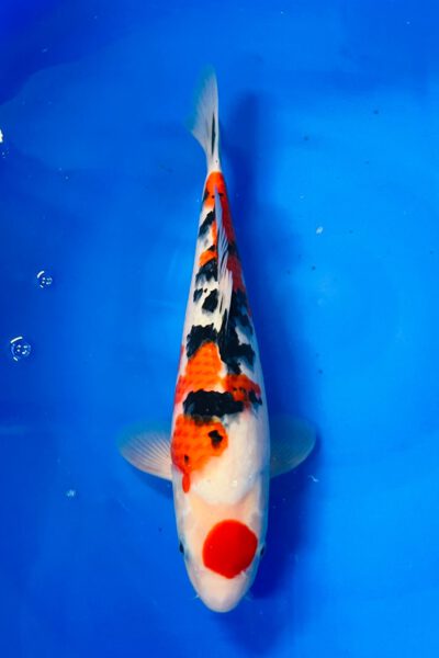 Maruten Sanke (Abe Marushu)