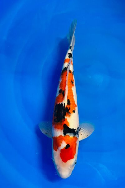 Maruten Sanke (Abe Marushu)