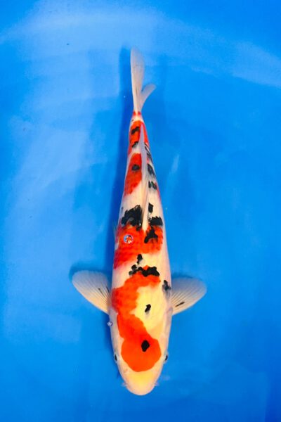 Maruten Sanke (Abe Marushu)