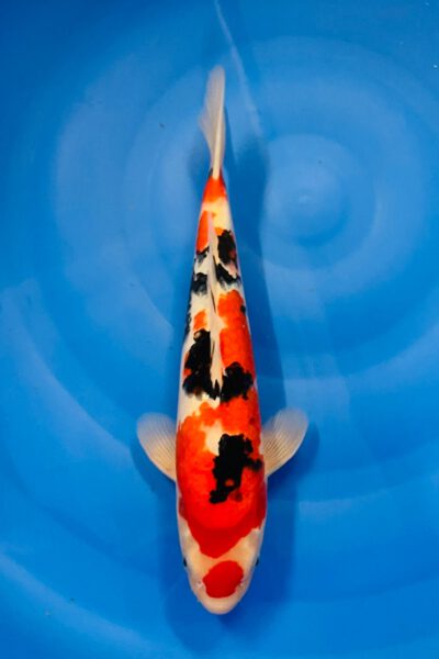 Maruten Sanke (Abe Marushu)