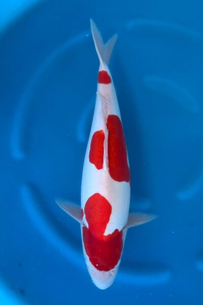 Doitsu Kohaku (Kokai)