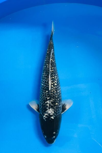 Matsukawabake (Omosako)