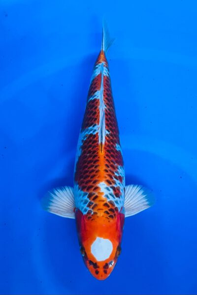 HQ Tancho Kujaku (Omosako)