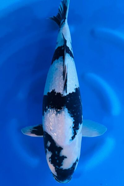 HQ Shiro Utsuri (Oofuchi)