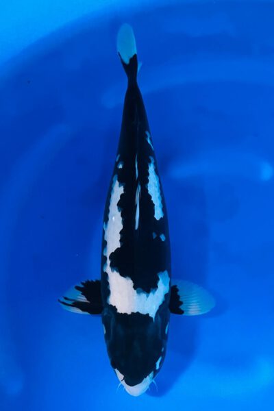 HQ Sumizakura (Oofuchi)