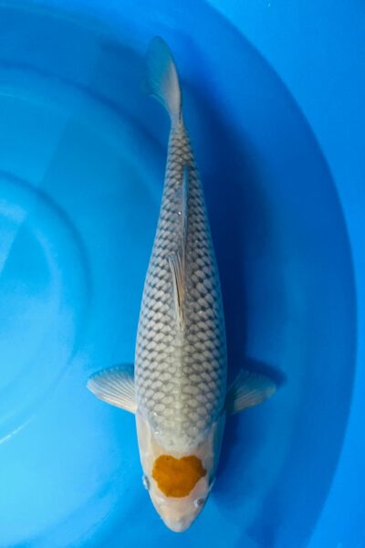 Tancho Ochiba Singure (Takatatsu)