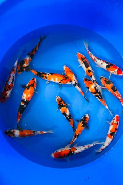 Jumbo Tosai (Tanaka)