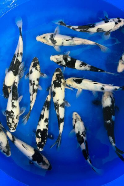 Jumbo Tosai Shiro Utsuri (Omosako)