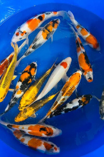 Jumbo Tosai Mix (Omosako)