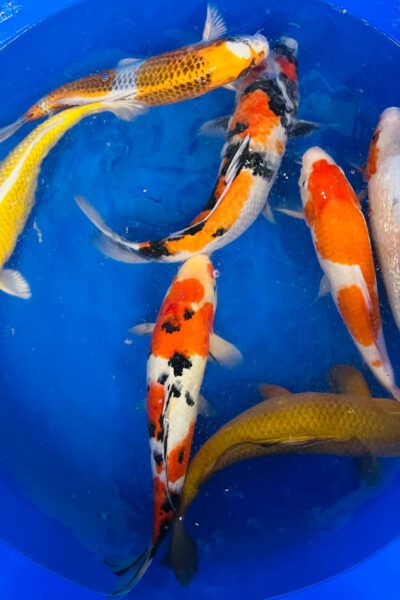 Jumbo Nisai Mix (Marusei)