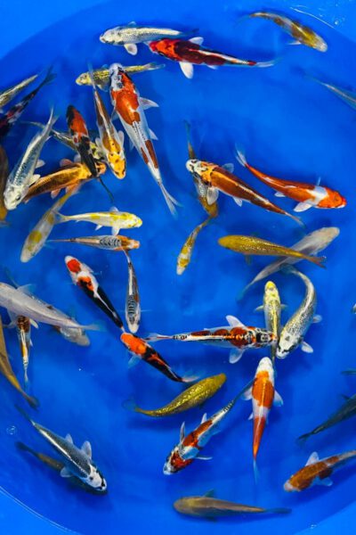 Tosai Mix 13/18cm (Takatatsu)