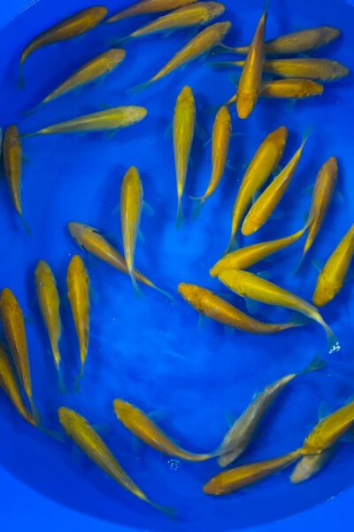 Karashigoi /Kikoi 15/20cm (Kataoka)