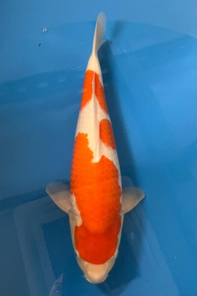 Kohaku (Nagoshi) (kopie)