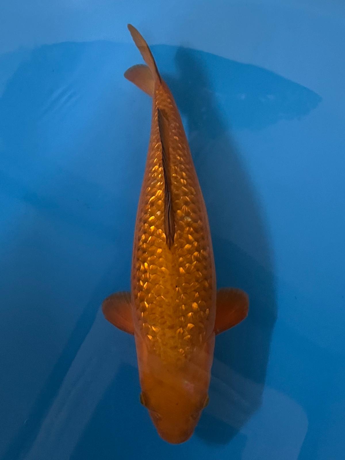VHQ Ginrin Chagoi (Oofuchi)