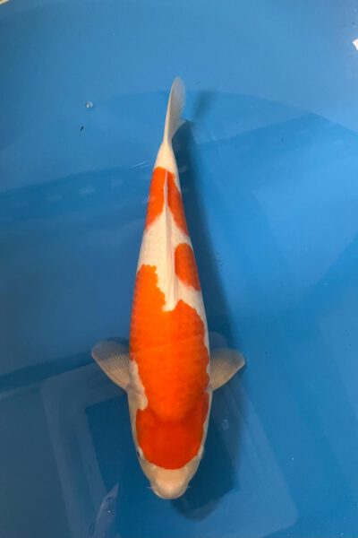 Kohaku (Nagoshi)