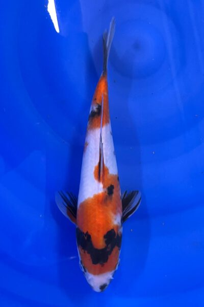 Showa (Tanaka)