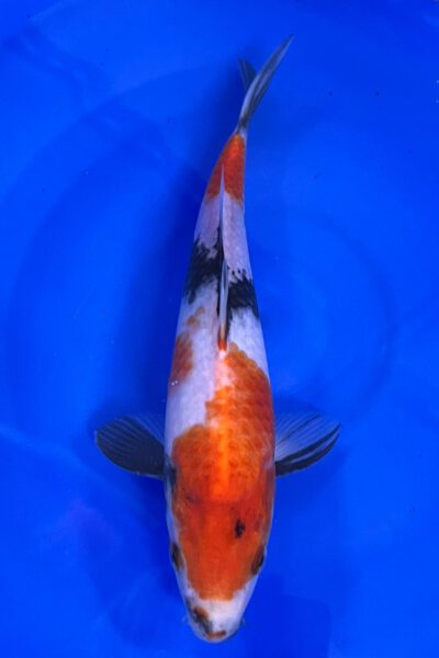 Showa (Tanaka)