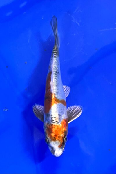 Beni Kikokuryu (Takatatsu)